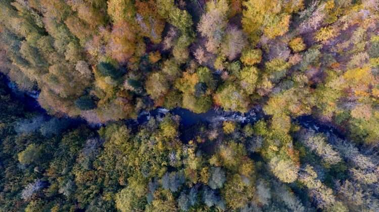 <p>Orman manzarası drone ile de görüntülendi.</p>
