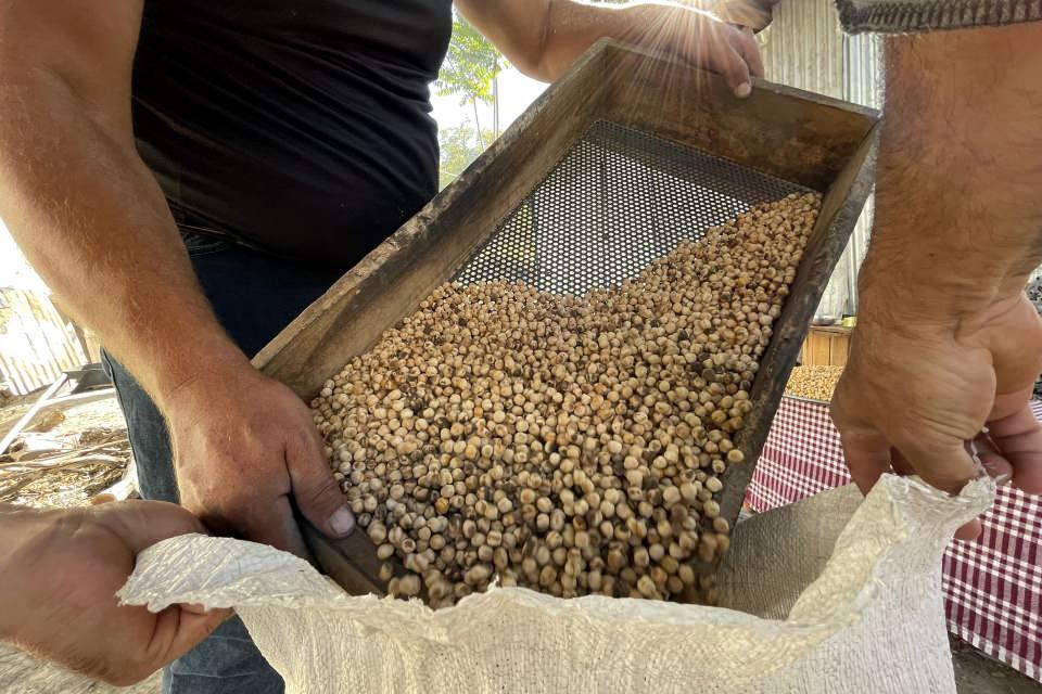 <p>Ezer, "Leblebi için nohutu temizliyoruz ve küllü suya koyup bekletiyoruz. Daha sonra tuzlu suda haşlayıp ocakta kızdırılan kuma koyup iyice kavuruyoruz. Elekten geçiriyoruz. Siparişle Elazığ, İstanbul, İzmir, Malatya'ya gönderiyoruz." dedi.</p>
<p> </p>
