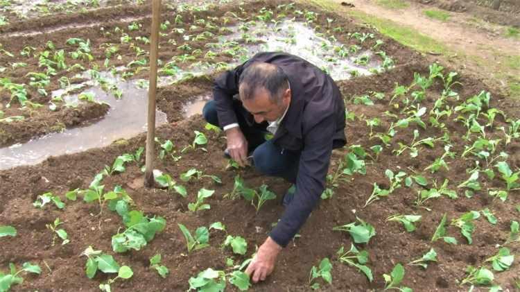 <p><strong>"Yıllar geçtikçe bahçe sayısı azaldı. Bu çevrede sadece ben kaldım"</strong><br />
<br />
Bahçe sahibi Erol Buyurman, “1983 yılında bu yana İstanbul'da tarım işiyle uğraşıyorum. İlkokulu bitirdik, kendimizi bu işlere verdik. 20 senedir kendi tohumlarını kendimiz yetiştiriyoruz. Pandemi döneminde bu ürünler çok ilgi gördü. Marketlere gitmek istemeyen vatandaşlar doğal ürünlere ürünlere yöneldi. Buralara gelmeye başladı. Biz daha çok kadın personellerle çalışıyoruz. Ot alma, ekim yapma ya da çapa gibi işlere kadınların eli daha yatkın oluyor. Aslında İstanbul'da 30 sene önceye döndüğümüzde buralar hep bahçeydi. İstanbul'da doğal tarımla uğraşan çok kişi vardı. Yıllar geçtikçe bahçe sayısı azaldı. Bu çevrede sadece ben kaldım. Biz de elimizden geldiğince sürdürmeye çalışıyoruz" diye konuştu.</p>
<p> </p>