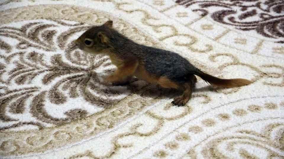 <p>Eczaneden aldığı biberonla süt vererek besliyorum. Çocuklarım çok sevdi. Evin bir ferdi gibiymiş gibi ona özen gösteriyorlar. </p>