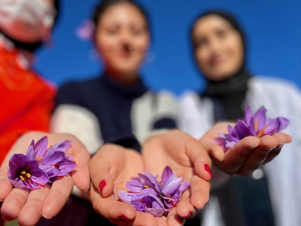 <p>Gündoğdu, daha sonra köyüne dönerek edindiği bilgilerle 1200 rakımlı köyündeki yamaç bir arazide boya, kozmetik, ilaç ve gıda gibi birçok alanda kullanıldığı için "mucize bitki" olarak da adlandırılan safran yetiştirmeye karar verdi.</p>

<p> </p>
