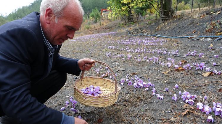 <p>15 yıl önce Safranbolu’dan getirdiği bir safran soğanıyla başladığı üretimini sürdüren Ali Gök, yılda sadece 40 gün boyunca çiçek açan safranın meşakkatli bir hasadı olduğunu söyledi.</p>
