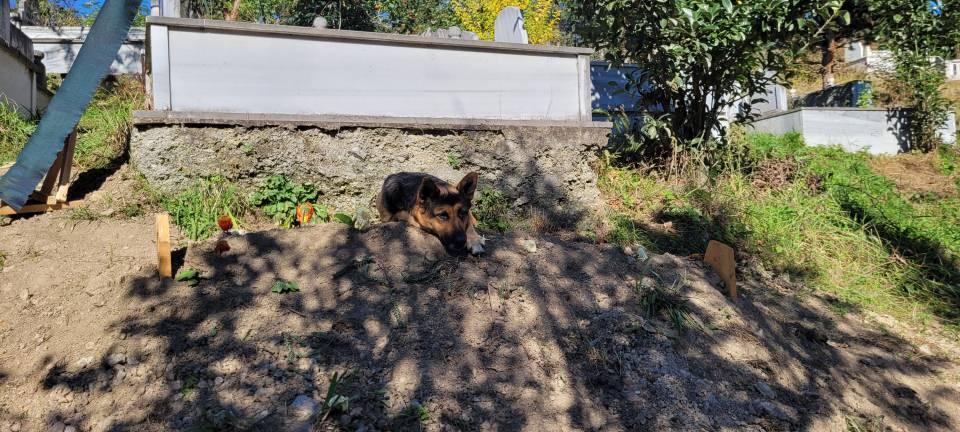 <p><strong>'ÖNCE KÖPEKLERE YEMEK YEDİRİRDİ'</strong></p>
<p>Ömer Güven'in akrabası Nihal İlhan de "Fero, cenaze sabahı çok üzgündü, sürekli ağladı. Başından bir an olsun ayrılmadı. Her sabah gelip mezarında yatıyor. </p>