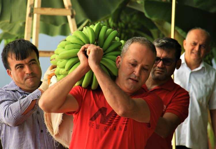 <p>Bu çeşit verimli kaliteli, çiftçinin yapmış olduğu ufak hataları da eden bir özelliğe sahiptir" diye konuştu.</p>
