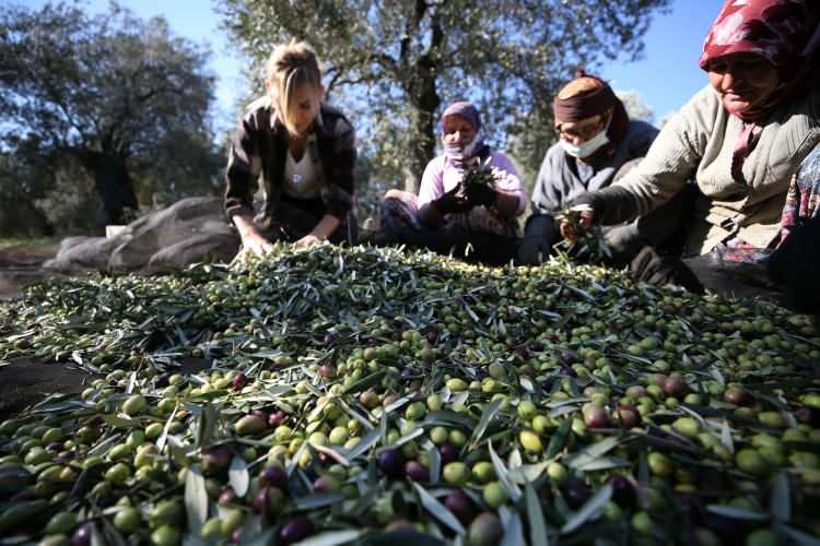 <p>İlk olarak 50 dönüm zeytin ağacı bulunan bir tarla aldığını belirten Gökduman, "Bu işe başlarken zeytinyağı ile ilgili pek bir şey bilmiyordum. Eğitimler alarak kaliteli zeytinyağının nasıl üretildiğini öğrendim. İlk yılımdan itibaren ödüller aldım, bu ödüller beni motive etti. Hızla her yıl zeytin bahçesini artırmaya devam ettim. Şu anda 150 tona yakın zeytin yağı, 150 ton da zeytin üretme kapasitemiz var." diye konuştu.</p>
