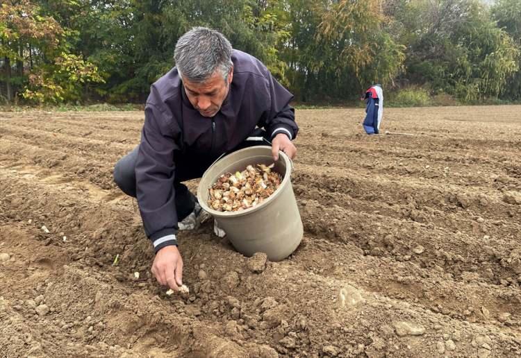 <p><em><strong>Tülek, zambak bitkisinin kullanıldığı yerinin yumruları olduğunu belirterek, şunları kaydetti:</strong></em></p>

<p>"Yumruların iki üç yıl içinde istenilen verime ulaşacağı tahmin ediliyor. Bu kapsamda bakıldığında tıbbi bitkiler içerisinde zambağı yetiştirebiliriz, ekolojik açıdan bir sıkıntı yaşanacağını zannetmiyoruz. Çünkü Avrupa kuşağında yetişen bir bitki. Deneme çalışmalarını burada yürüteceğiz, yumruları hızlı bir şekilde elde edip sonra çiftçilere dağıtacağız.</p>
