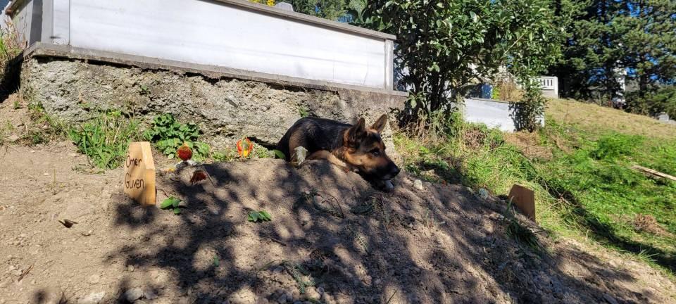 <p>Babam vefat ettikten sonra tabutun başından ayrılmadı. Defnedilirken de mezarlıkta bekledi. Mezar başında kalabalık dağılınca gitmedi. </p>
