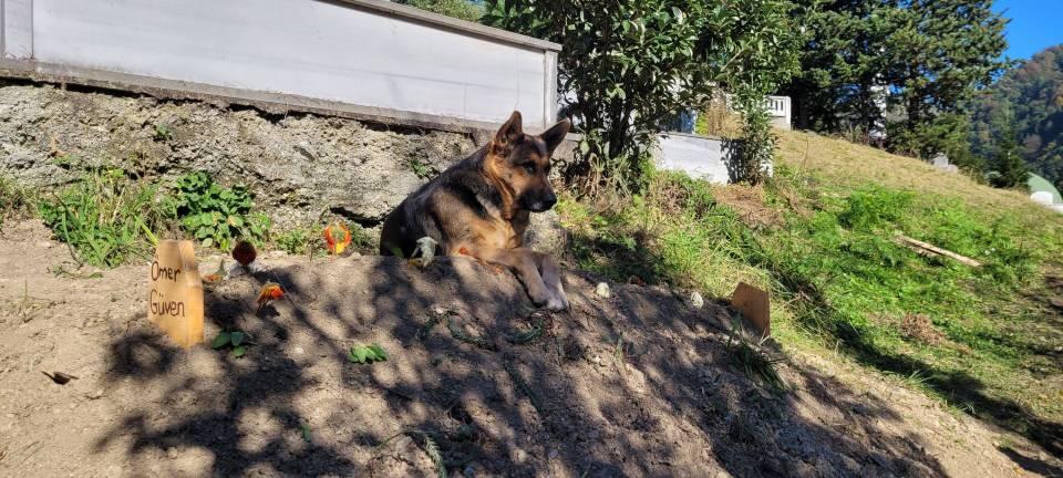 <p>Araklı ilçesi Kaymaklı Mahallesi'nde kronik hastalıkları olan Ömer Güven, 29 Ekim'de yaşamını yitirdi. Güven'in 11 yıl önce sahiplendiği Alman çoban köpeği 'Fero' ise her gün sahibinin mezarına gidip başında bekliyor.</p>

<p> </p>
