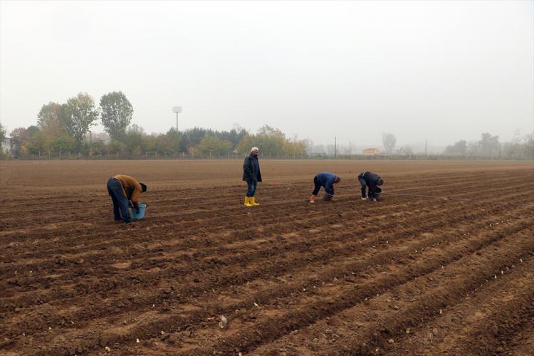 <p>Edirne'de zambak üretimini yaygınlaştırmak istediklerini aktaran Tülek, "Amacımız anaç materyali üretip, zincir olacak şekilde ziraat odaları ve borsalarda ikinci üretimini gerçekleştirip sonrasında büyük alanlarda çiftçilerimizin üretim gerçekleştirmesi." dedi.</p>

<p> </p>
