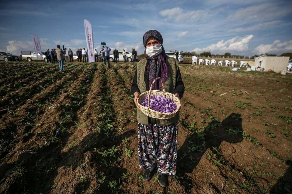 <p>Antioksidan ve güçlü afrodizyak etkisi de var. Tıbbı tedaviden tutun da yemeklere kadar çok farklı alanlarda kullanılan bir bitki. Biz bu projeyle ilimizde safran bitkisinin tarımını geliştirmek, yoğun talebi karşılamayı hedefliyoruz. </p>
