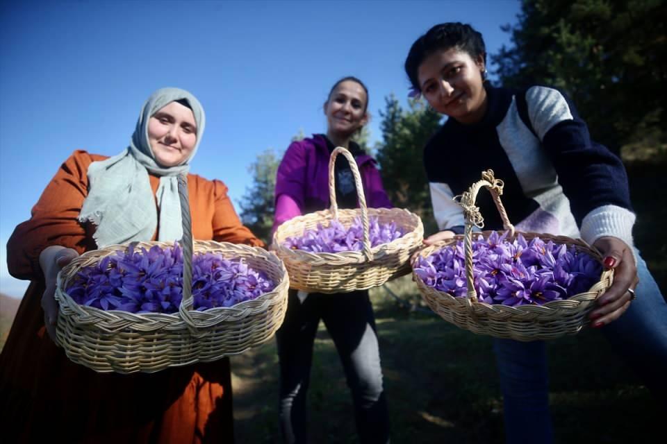 <p> Bu yıl üçüncü yılım ve yüksek verim elde ediyorum. Önümüzdeki yıl bahçemi genişletmek istiyorum." ifadelerini kullandı.</p>
