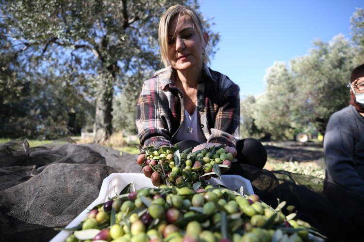 <p>"30 bin zeytin ağacımız var"</p>

<p>Gökduman, Güney Kore'ye, ABD'ye ve bu yıl da Hollanda'ya ürün gönderdiklerini dile getirerek, Türkiye'nin zeytinyağlarının yurt dışında çok beğenildiğini ifade etti.</p>
