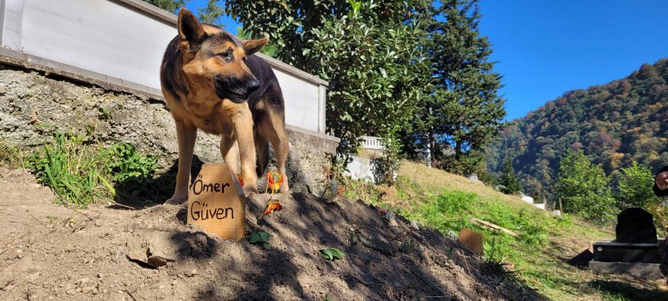 <p>Trabzon'un Araklı ilçesinde 1 hafta önce hayatını kaybeden Ömer Güven'in (92), Alman çoban köpeği 'Fero', sahibinin mezarı başında bekliyor. </p>

