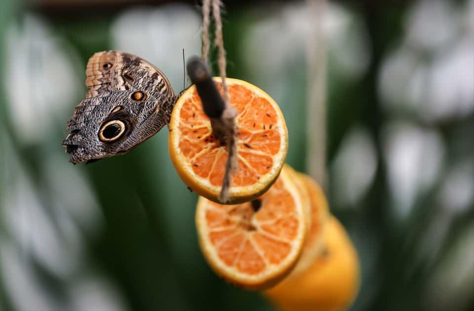 <p>Yurt dışından ve Anadolu'dan bitkiler var. Birçok ağaç çeşidimiz de bulunuyor. Bunlar hem kelebeklerin seveceği hem tırtılların seveceği ağaçlar."<br />
</p>