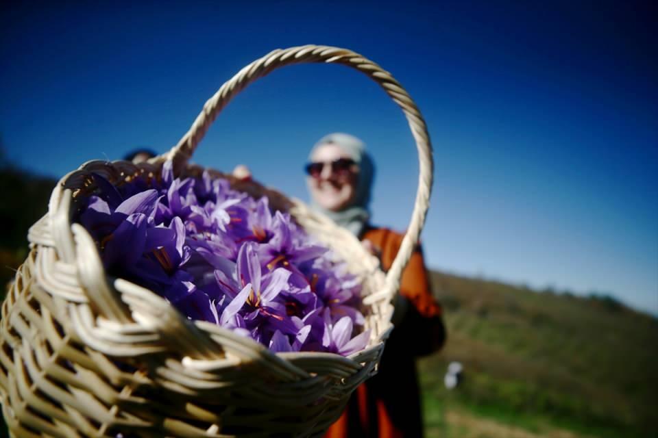 <p>Fındığa alternatif bir ürün olarak ektim. Geliri güzel, memnunum. Diğer çiftçi kardeşlerime de öneriyorum." diye konuştu.</p>

<p> </p>
