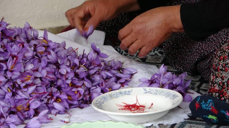 <p>Biraz pazar sıkıntım var. Altın neyse, safran odur. Hasat kasımın ilk haftası başlar ve 40 gün devam eder.</p>
