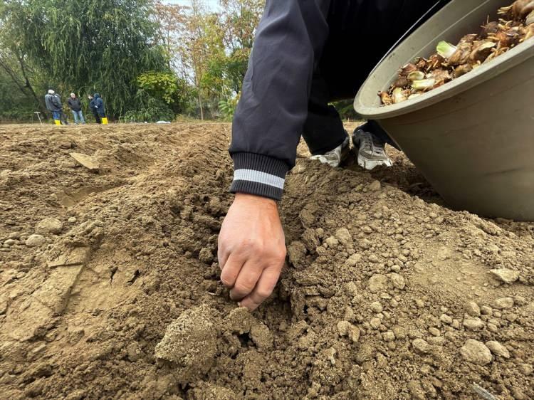 <p>Aynı zamanda çiçek endüstrisi açısından da önemli. Mayıs ayında çiçek açtığında, kesme çiçek gibi ürünleri ikinci bir ürün olarak değerlendirme şansı olacak.</p>

<p> </p>
