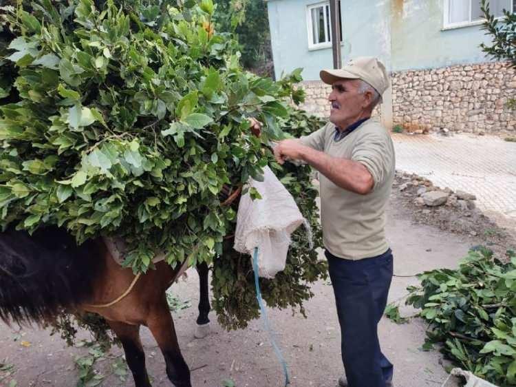 <p><span style="color:#000000"><strong>Defne yapraklarını doğrudan güneş ışığında değil karanlık bir yerde yaklaşık 1 hafta kadar kurutun. </strong></span></p>
<p><a href="https://bit.ly/36jXcWE" target="_blank"><strong>ZEYTİN NASIL TOPLANIR ÖĞRENMEK İÇİN TIKLAYIN</strong></a></p>