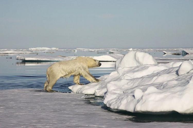 <p>Devasa buz tabakalarının uydu verilerini kullanan araştırmacılar, erimenin dünya çapında küresel deniz seviyelerini bir santimetre artırdığını belirledi. </p>

<p> </p>
