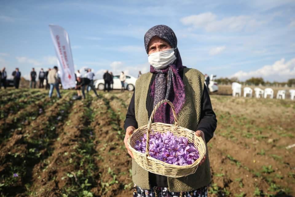 <p>Safran üreticilerinden Tuğba Tarım da İl Tarım ve Orman Müdürlüğüyle iş birliği yaparak bu ürünü ektiğini söyledi.</p>

<p> </p>
