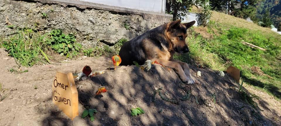 <p> Mezarın üzerinde yatan köpeği görenler de duygusal anlar yaşadı. Fero'nun bu görüntüleri ise sosyal medyada ilgi gördü. </p>
