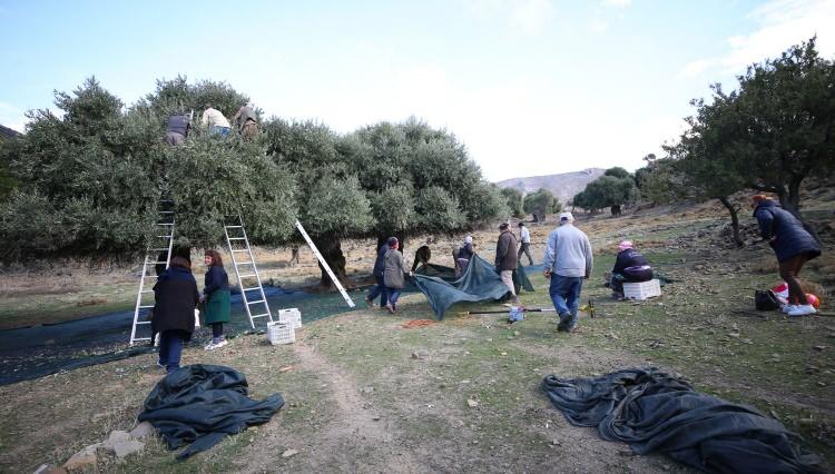 <p>Köylerinin arazisinden toplanan zeytinler yapraklarından ayıklanıp kovalara dolduruluyor. Buradan fabrikaya getirilen yüzlerce kilogram zeytin, yapılan duanın ardından fabrikada sıkılıp paketlenerek satışa hazır hale getiriliyor.</p>