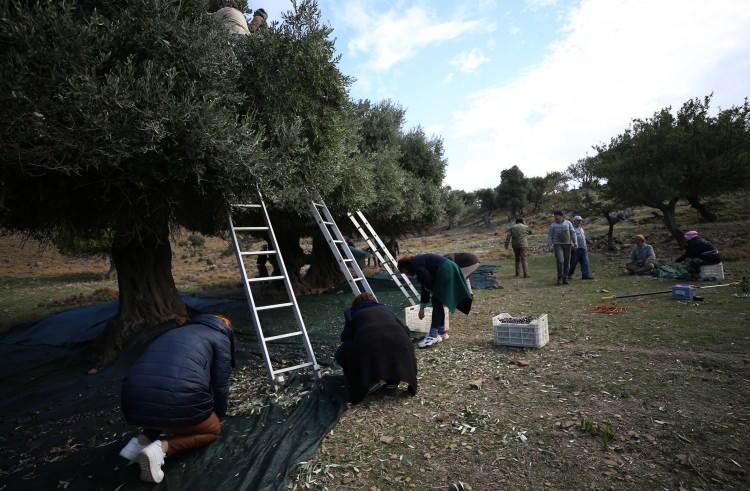 <p>Gökçeada Dereköy Şahinkaya Tarımsal Kalkınma Kooperatifi Başkanı Azmi Nafi Uygun, AA muhabirine, Şahinkayalılar olarak imece usulü çalışmaları devam ettirdiklerini söyledi.</p>