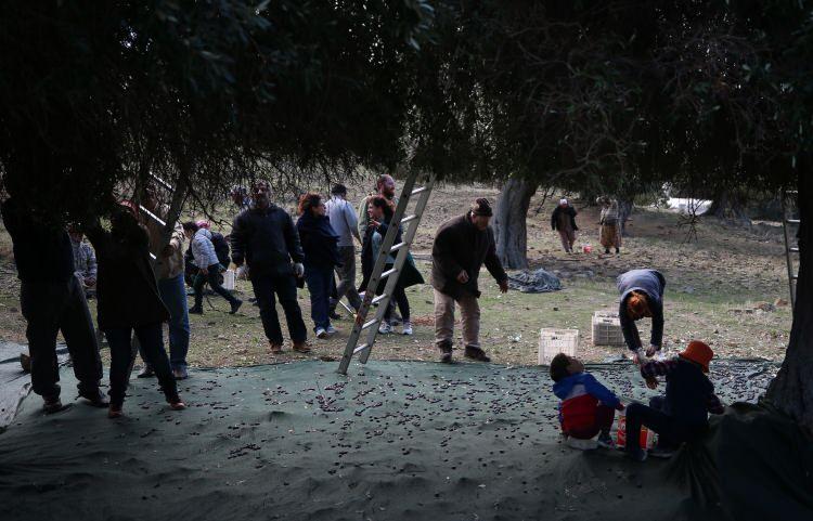 <p>Uygun, "Burada köylülerimiz ve hatta adadaki arkadaşlarımız ile beraber elle eski yöntemlerle zeytin topluyoruz. Sağ olsunlar bu sezonda da köylülerimiz, arkadaşlarımız bize destek verdiler. Yine imece usulü ile zeytinlerimizi topluyoruz." dedi.</p>