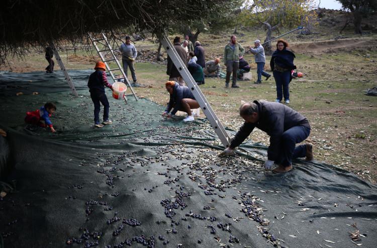 <p>etiştirdikleri zeytin türünün Ladolya olduğunu anlatan Uygun, bu zeytinin dünyada sadece Gökçeada ve İspanya'da bulunduğunu ifade ederek, şunları kaydetti:</p>
<p>"Bu zeytinin yağı çok kıymetlidir. Özellikleri nedeniyle de Türkiye'de bu lezzette başka bir zeytinyağı yoktur.</p>