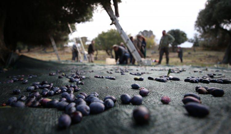 <p>Ladolya cinsi zeytin sadece yağlıktır. Biz de bu nedenle zeytinimize çok kıymet veriyoruz. Bundan sonra bakımlarına da yoğunluk vereceğiz. Günlük 80 ton işleme kapasitesine sahip fabrikamızı da 3 yıl önce kurmuştuk. </p>