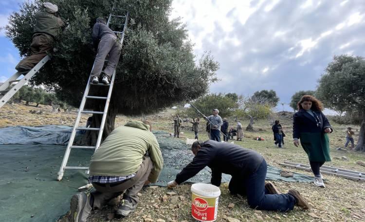 <p>Sadece düğünlerde birlikte değiliz, zeytin toplarken de beraberiz. Hep beraber imece usulünü devam ettiriyoruz. Çok mutluyuz." ifadelerini kullandı.</p>
<p>Ziraat Mühendisi ve Organik Tarım Koordinatörü Muharrem Serttaş ise Ladolya cinsi zeytinin çok özel bir ürün olduğunu belirterek, şunları söyledi:</p>