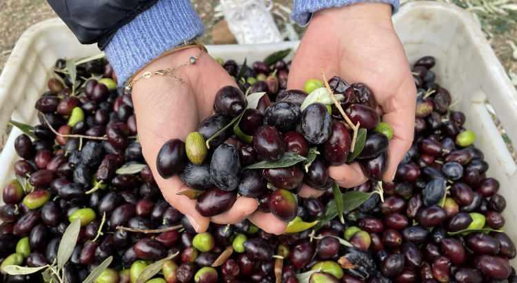 <p>"Yaptığımız araştırmaya göre bu zeytin çeşidi yaklaşık 250 yıl önce Gökçeada'ya getirilmiş. Dolayısıyla buranın iklim kuşağına alışmış. Bölgeye uygunluk sağlamış. Bunu başka yere götürdüğümüz zaman burada elde ettiğimiz zeytinyağının tadını elde etmek mümkün değildir. </p>