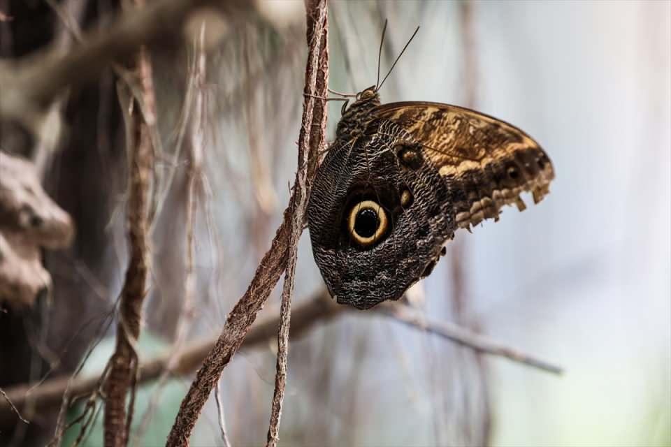 <p>Çiftlikteki Atlas güvesinin kanatlarını 30 santimetreye kadar açan bir tür olduğuna dikkati çeken Ünlü, "Güveler ve kelebekler aynı aileden geliyorlar, Lepidoptera ailesi. </p>
