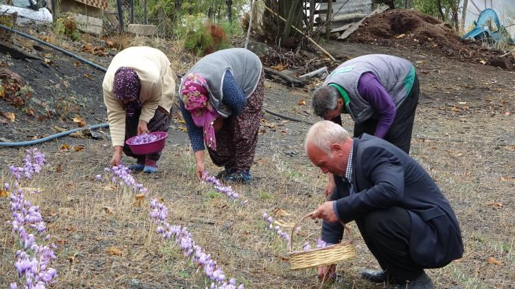 <p>Adana’nın Kozan ilçesinde geçen yaz çıkan ve 3 gün süren orman yangınında köyünü bir olsun terk etmeyen Ali Gök’ün ektiği safranlar çiçek açtı. </p>
