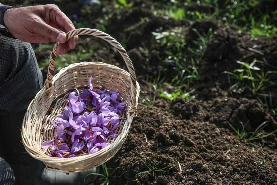 <p>Hedefimiz ilk etapta ektiğimiz 3 dekar alanda 3. yılın sonunda 7,5 ton yumru ve 7,5 kilogram safran stigması üretmek. </p>
