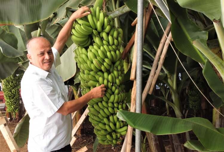 <p>Gördüğünüz gibi hasadını yaptık ve bir hevengi 70 kilogram geldi. 15 tarağı var, yaklaşık 300 kadar parmağı mevcut ve parmaklar iyice dolgunlaşmış, tam hasada gelmiş durumda.</p>
