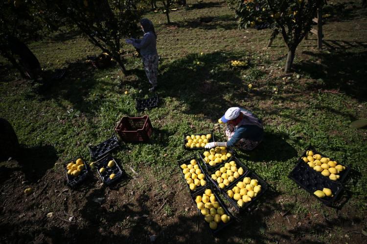 <p>Zeki Arslan, ayvaların ihraç edilebilmesi için 300 ila 500 gram ağırlığında olması gerektiğini aktardı.</p>
