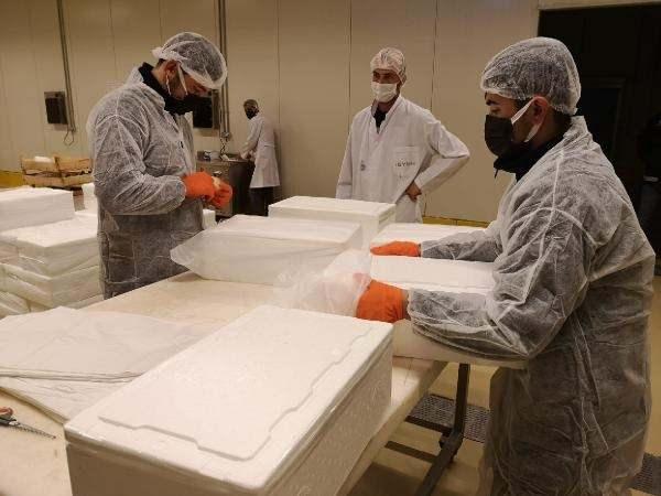 <p>Bu ürünler, gıda mevzuatına göre buzlanıp vakumlandıktan sonra paketlenip soğutucu araçlarla İstanbul Havalimanı'na götürülüyor. Buradan THY uçakları ile soğuk zincir bozulmadan muhafaza edilerek taşınıyor. Her hafta hamsi, sarıkanat, çipura, lüfer, palamut, levrek, tekir, mezgit, kalkan, barbun, istavrit gibi balıkları İsviçre ve Amerika'ya gönderiyoruz" diye konuştu.</p>

