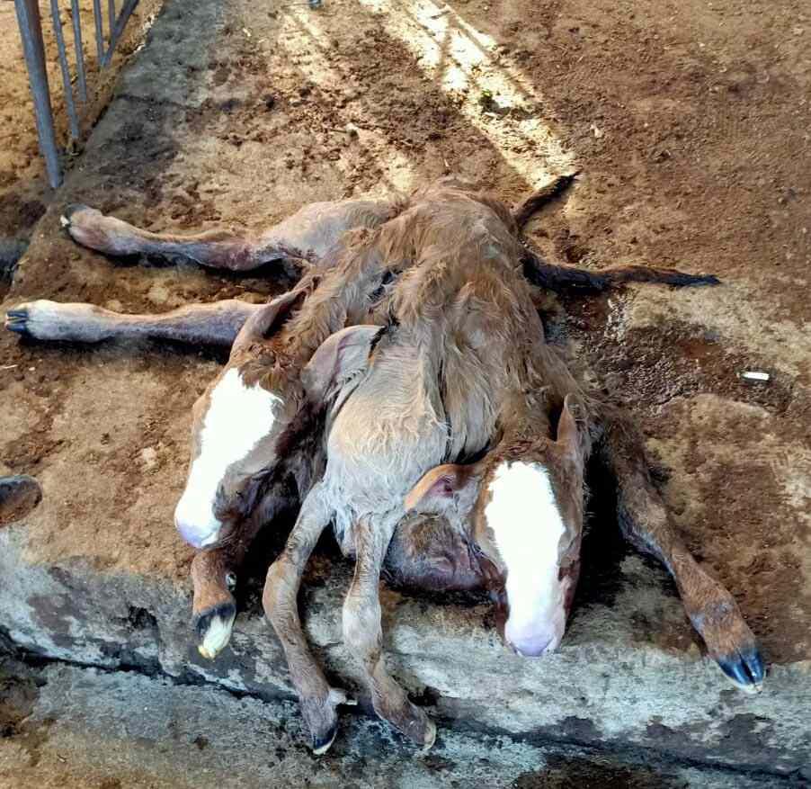 <p>Aydın'ın Çine ilçesinde bir çiftlikte sezaryenle dünyaya gelen buzağının 2 kafası, 6 ayağı, 2 kuyruğu ile bitişik olduğunu gören veteriner ve çiftlik sahibi büyük bir şaşkınlık yaşadı. Ölü doğan buzağı incelenmek üzere veterinerlik fakültesine götürüldü.</p>
