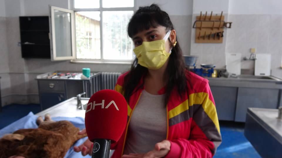 <p><strong>'ENDER RASTLANAN BİR DURUM'</strong></p>

<p>Adnan Menderes Üniversitesi Veterinerlik Fakültesi Patoloji Anabilim Dalından Dr. Ayşenur Akkoç, "Bir öğrencimiz aracılığıyla bir hayvan sahibinin anomali bir buzağının dünyaya geldiğini duyduk. </p>
