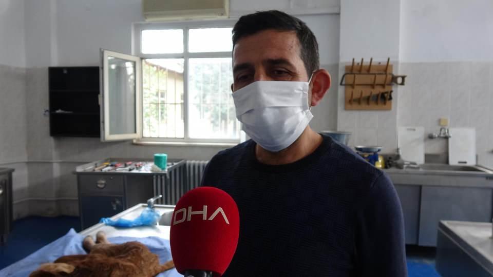<p>Bu nedenle normal doğum olmayacağını ve sezaryenle doğum yapılacağı kararı alındı. Saat 02.00'de sezeryenle doğum başladı ve buzağı alındı. </p>
