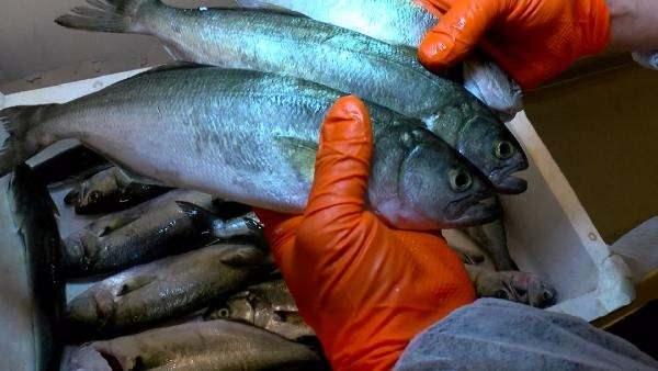<p>Yaklaşık 10 bin kilometre uzaklıktaki Amerika'ya 4 hafta içerisinde 2 tondan fazla balık gönderildi.</p>

<p>Gürpınar Su Ürünleri Hali'nden Amerika ve İsviçre'ye balık ihracatı gerçekleştiriliyor. </p>
