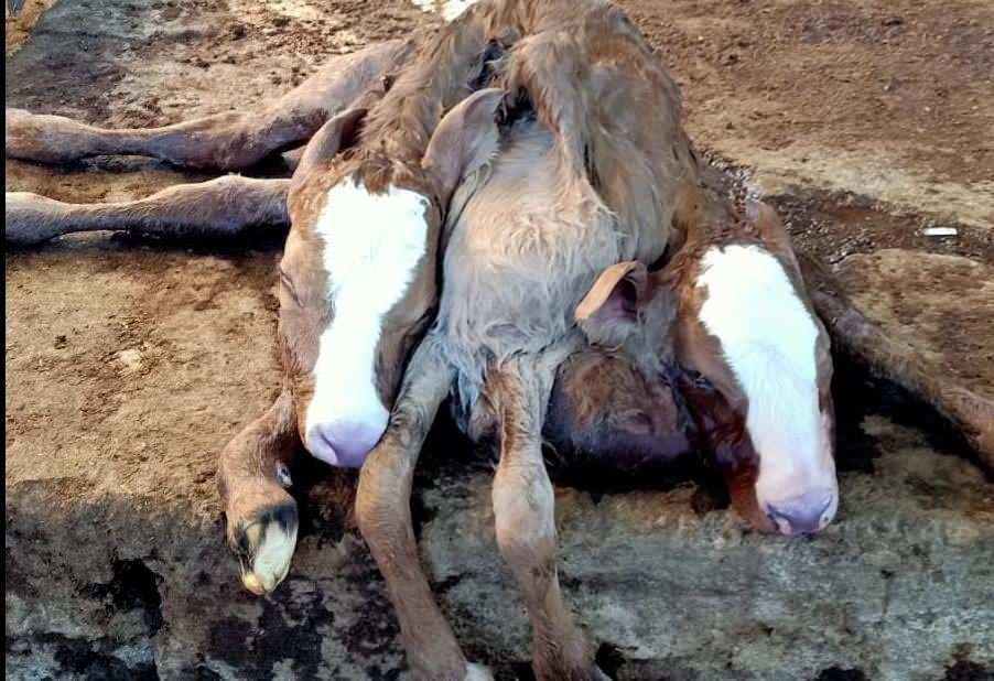 <p>Kırsal Bahçearası Mahallesi'nde dün gebe olan ineğinin doğum yaparken zorlandığını ve bir türlü doğumun gerçekleşmediğine fark eden Erdem Çelik (38), veteriner hekim Hüseyin Aynur ve tekniker Selim Gökçen'den yardım istedi. </p>

<p> </p>
