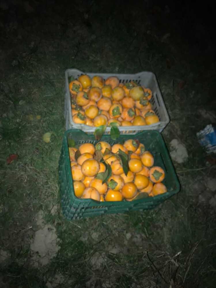 <p>Ağaçlardan toplanan kasalar dolusu cennet elması ise sahibine teslim edildi.<br />
 </p>
