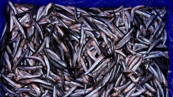 <p>19 Ekim'de başlayan su ürünleri ihracatıyla Türk balıkçıların ağlarına takılan hamsi, mezgit, istavrit, kalkan, tekir, barbun, zargana gibi deniz balıkları Amerika ve İsviçre'de sofraları süslüyor. </p>