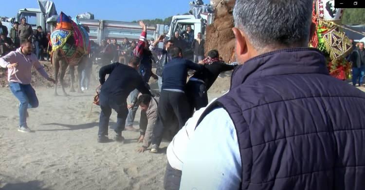 <p>Yuntdağı Deve Güreşleri Festivali, kırsal Üçpınar Mahallesi'nde başladı. Hazırlanan arenadaki festivale Ege ve Akdeniz bölgelerinden 120 deve katıldı.</p>