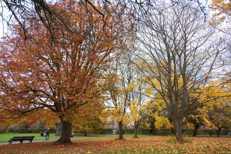 <p>Sonbaharın gelmesiyle Londra’da bulunan Regent's Park’ta ağaçlar sarı ve turuncu renklerine bürünmeye başladı.</p>
