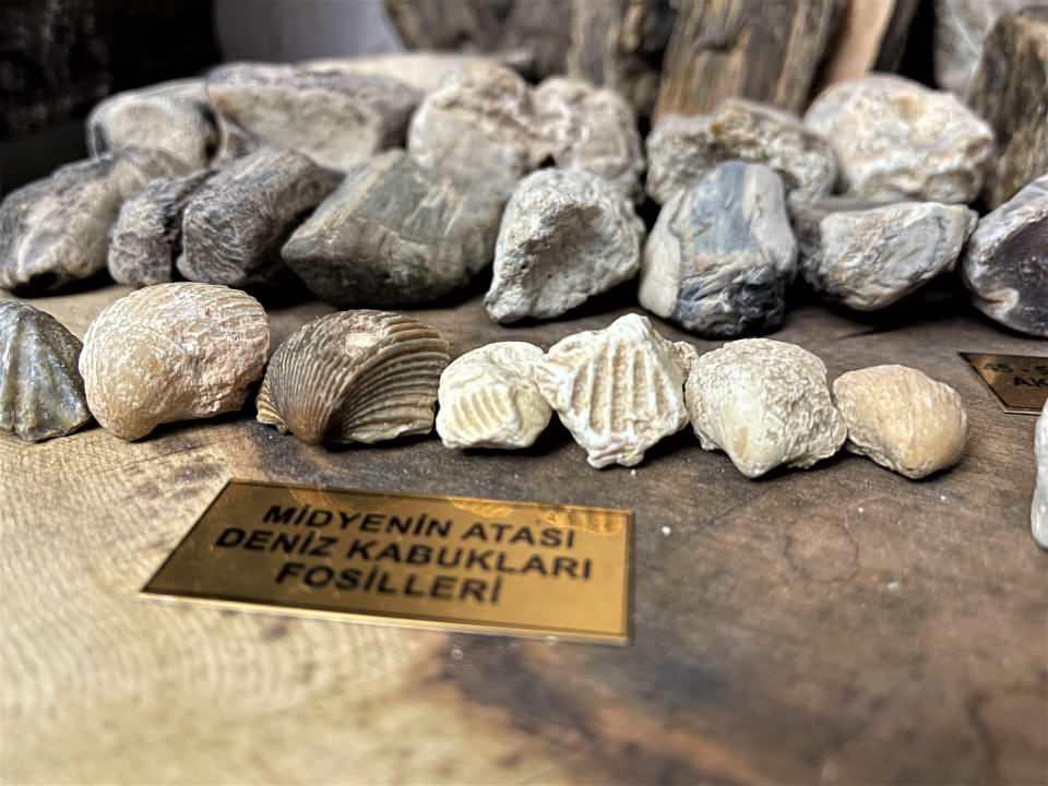 <p>Çelik, 5 yılda çok sayıda ammonit, gastprod, ağaç, deniz kabuğu ve salyangoz fosilleri buldu. Mahmut Çelik, oluşturduğu koleksiyonunu müzeye dönüştürdüğü evinin salonunda sergilemeye başladı.</p>

<p> </p>
