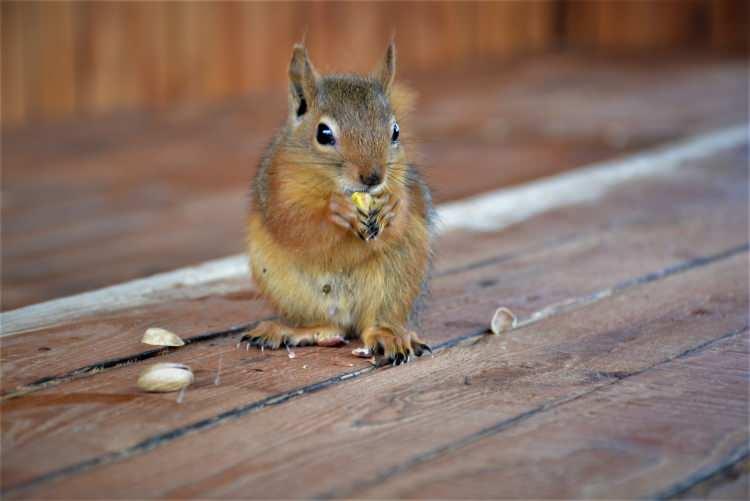 <p>“Ona bir aile olmak istedik”</p>
<p> </p>
<p> Ağaç kovuğunda sincabı bulduktan sonra annesini bulamadıkları için beslemeye karar veren Enes Kılıç, veterinere götürdüklerini ve sağlığında da bir sıkıntı olmadığını söyledi. </p>