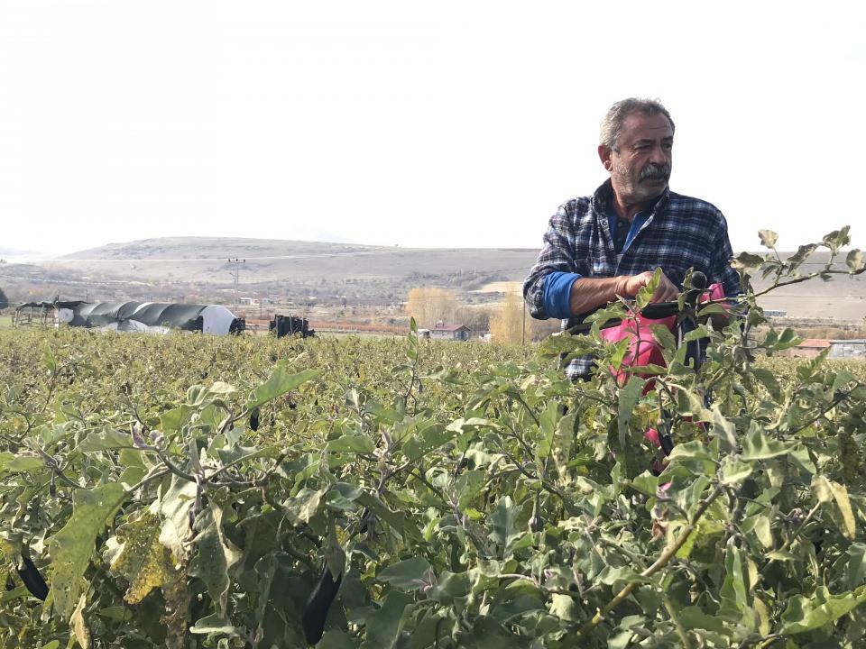 <p>Yaklaşık 5 ton patlıcan, 3 ton biber var. Bunları toplamış olsam bugünkü fiyatı 15 ile 20 bin TL’yi bulur. Ama hayır için satmıyorum, bütün halka bedava toplamalarını söylüyorum. Toplayıp afiyetle yesinler” dedi.</p>
